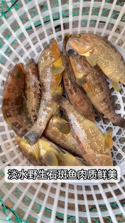 淡水石斑魚(yú)圖片，淡水石斑魚(yú)