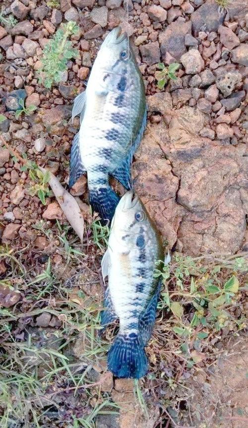 淡水石斑魚(yú)圖片，淡水石斑魚(yú)