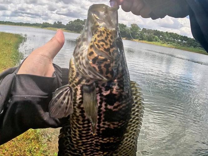 淡水石斑魚(yú)圖片，淡水石斑魚(yú)