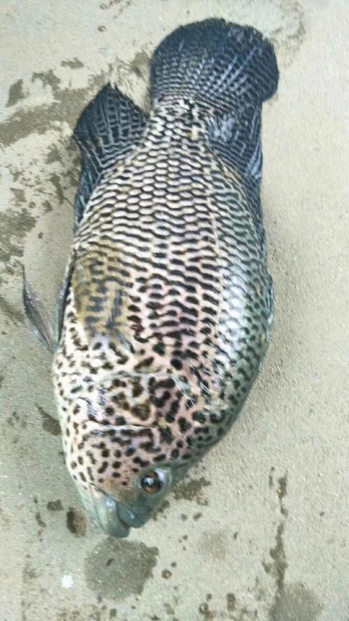 淡水石斑魚(yú)圖片，淡水石斑魚(yú)