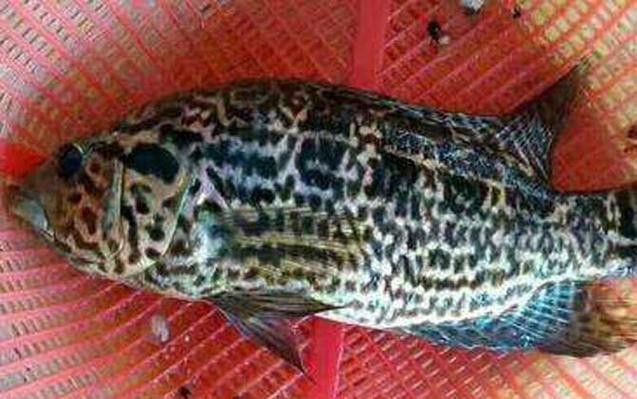 淡水石斑魚(yú)圖片，淡水石斑魚(yú)