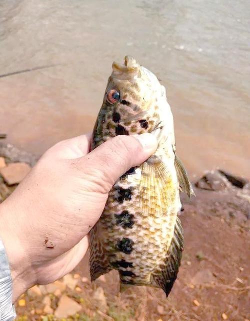 淡水石斑魚(yú)圖片，淡水石斑魚(yú)