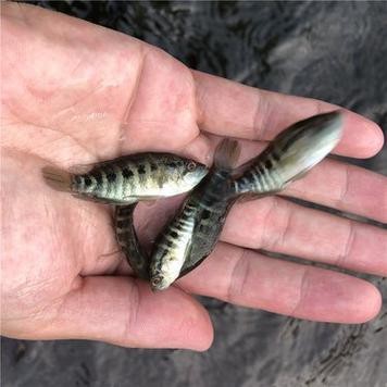 淡水石斑魚(yú)圖片，淡水石斑魚(yú)
