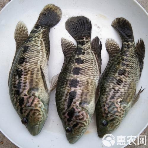 淡水石斑魚(yú)圖片，淡水石斑魚(yú)