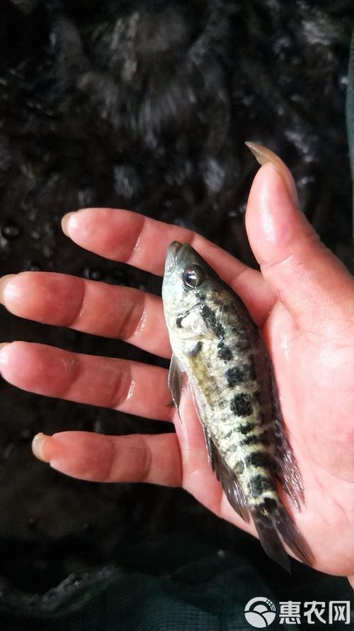 淡水石斑魚(yú)圖片，淡水石斑魚(yú)
