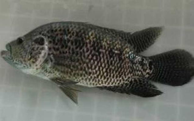 淡水石斑魚(yú)圖片，淡水石斑魚(yú)