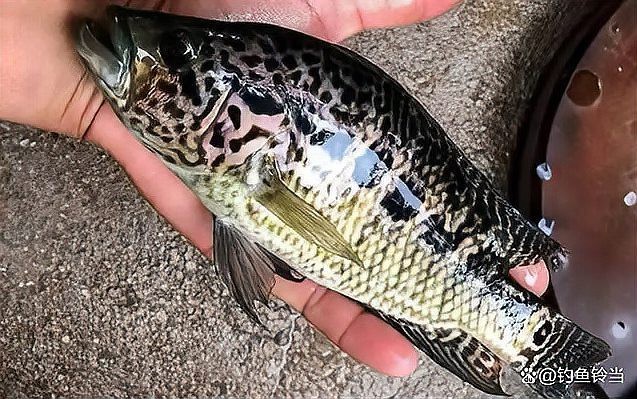 淡水石斑魚(yú)圖片，淡水石斑魚(yú)