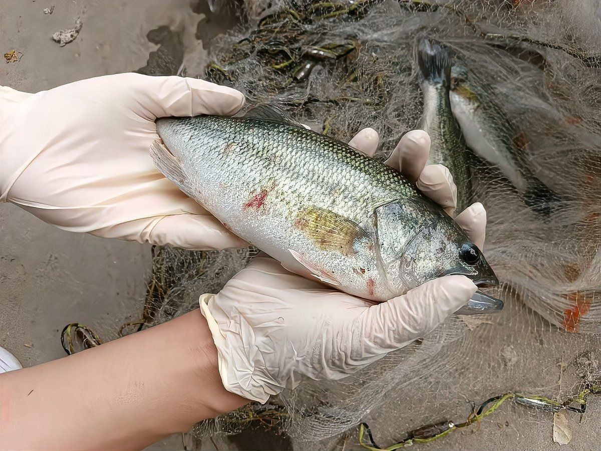 小火龍魚死亡樣子【關(guān)于小火龍魚死亡時(shí)的具體形態(tài)特征】