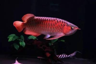 鄭州買觀賞魚在哪買的到 鄭州比較大的賣觀賞魚的地方