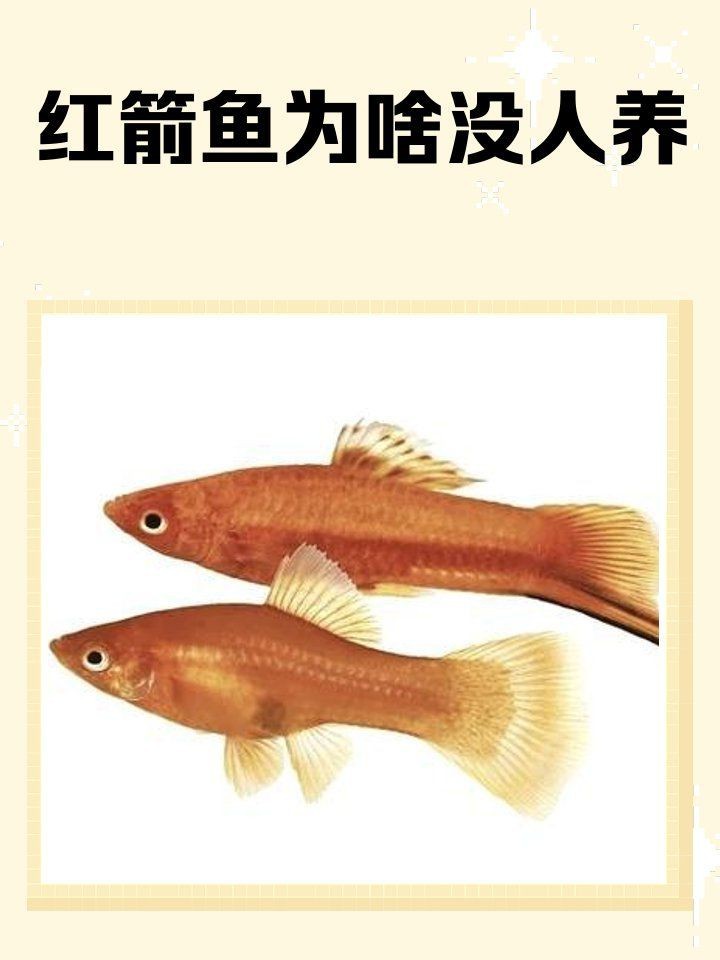 紅箭魚為啥沒人養(yǎng)|關(guān)于紅箭魚的一些小知識