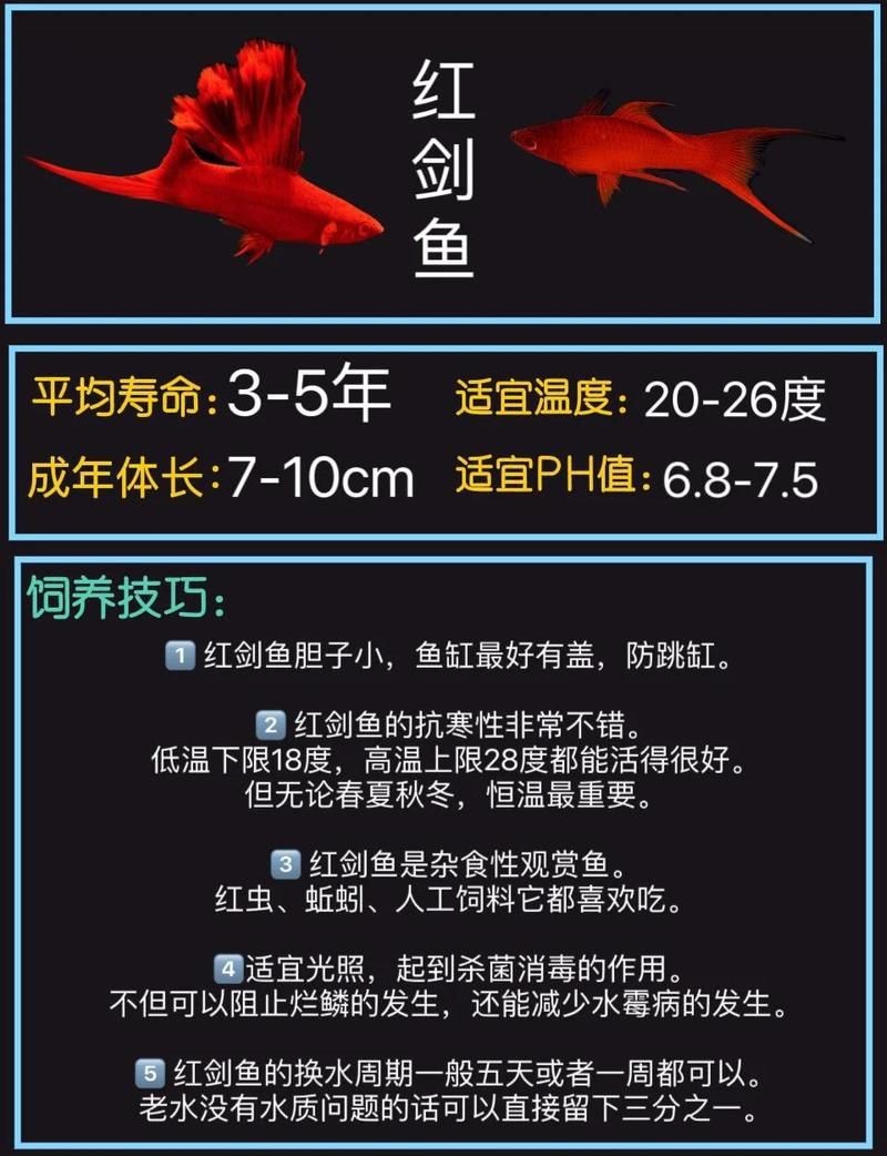 紅箭魚為啥沒人養(yǎng)|關(guān)于紅箭魚的一些小知識
