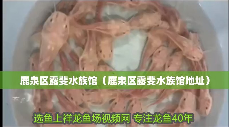 鹿泉水族店|鹿泉區哪家水族店口碑最好