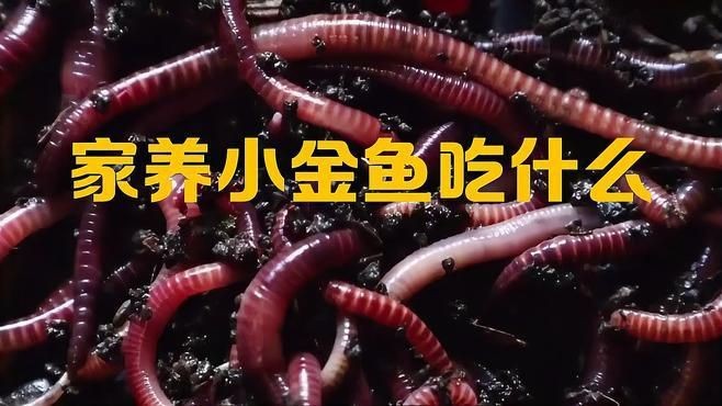 如何為金魚提供最佳營養(yǎng)|如何為金魚提供最佳營養(yǎng)這一關鍵問題