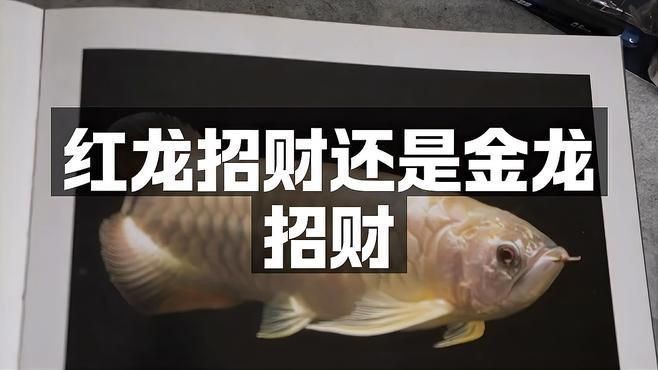 家養紅龍魚一條魚風水好不好，《家養紅龍魚一條魚風水好不好》