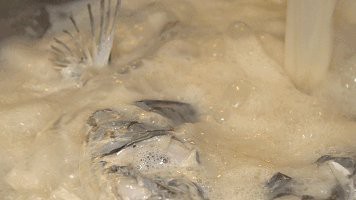 汝城龍魚店|廣州汝城龍魚店