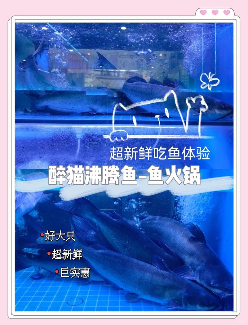 西夏龍魚店|關(guān)于西夏龍魚店的具體位置
