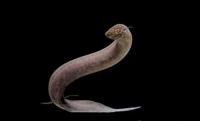 龍魚可以和什么魚混養？，適合與龍魚混養的幾種魚類，適合與其他魚類混養的魚類