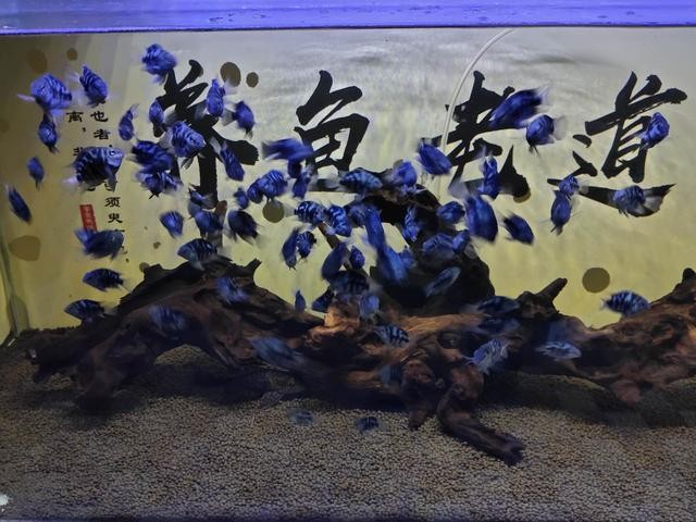 龍魚專用缸排名榜最新版，2024年龍魚專用缸十大品牌排名榜