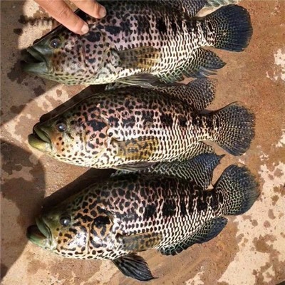 雷龍魚多長時間繁殖一次，雷龍魚在一年內(nèi)可以繁殖多次