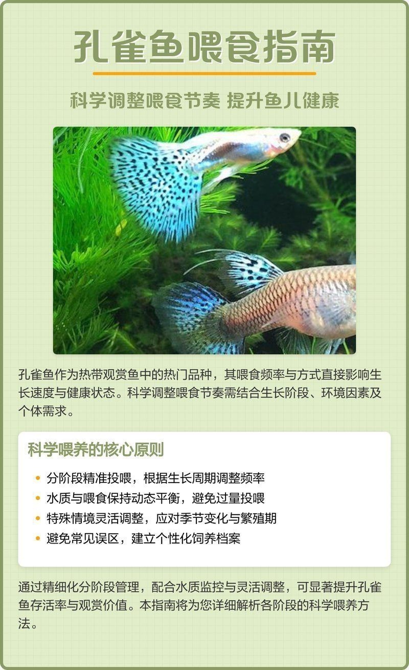 孔雀魚多久喂一次食？|關(guān)于孔雀魚的喂食頻率，通常建議每天投喂1至2次為宜