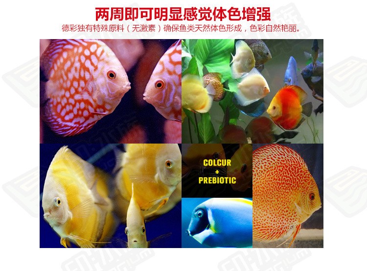 郯城哪里有賣魚缸的市場啊（郯城水產市場）