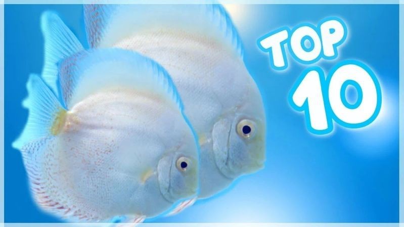 七彩神仙魚哪種最名貴|七彩神仙魚揭秘最名貴品種 七彩神仙魚哪種最名貴|七彩神仙魚揭秘最名貴品種\