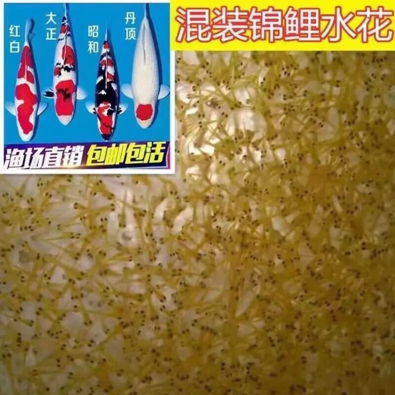 大紅龍魚多少錢一條：大紅龍魚多少錢一條一條大紅龍魚多少錢一條