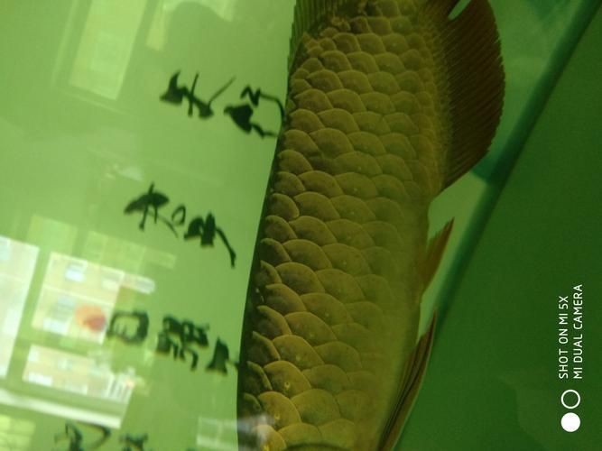 龍魚鱗片發黑圖片|《龍魚鱗片發黑圖片》