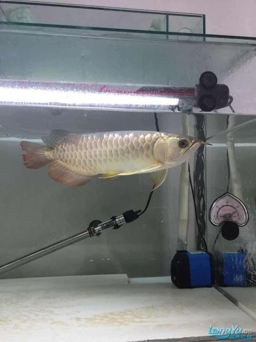 龍魚鱗片發黑圖片|《龍魚鱗片發黑圖片》