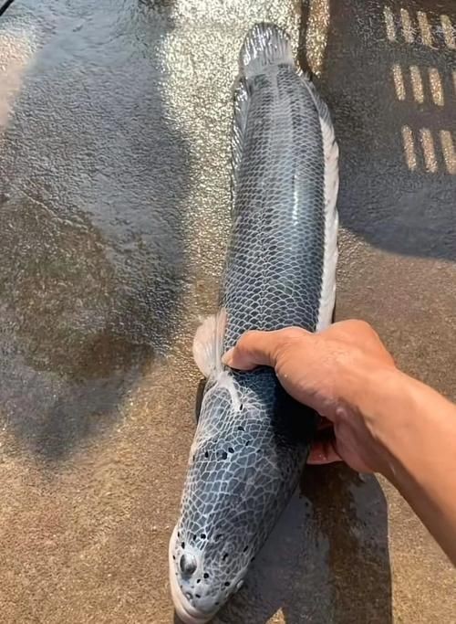 龍魚鱗片發黑圖片|《龍魚鱗片發黑圖片》