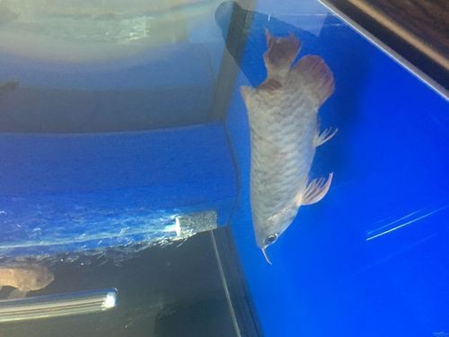 龍魚鱗片發黑圖片|《龍魚鱗片發黑圖片》