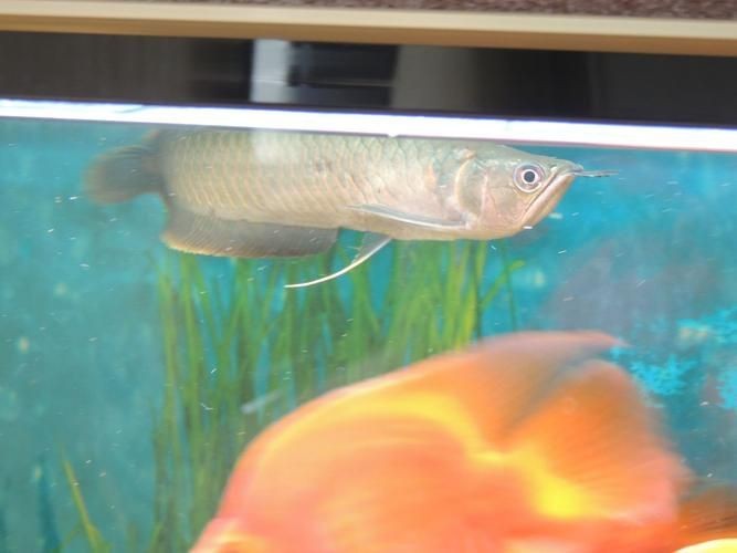 龍魚鱗片發黑圖片|《龍魚鱗片發黑圖片》