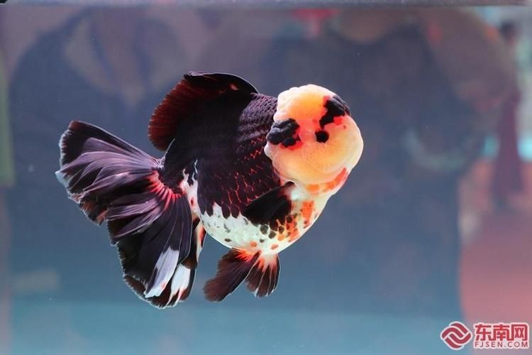 金魚比賽獲獎(jiǎng)魚圖片|2025福魚大賽之金魚大賽頒獎(jiǎng)