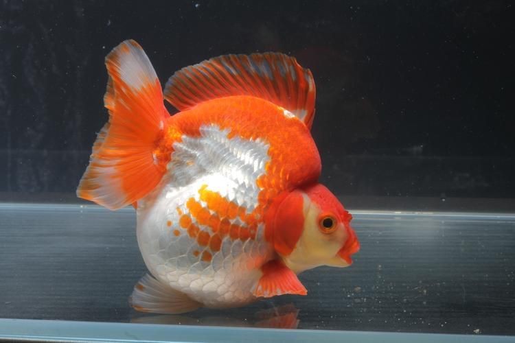 金魚比賽獲獎(jiǎng)魚圖片|2025福魚大賽之金魚大賽頒獎(jiǎng)