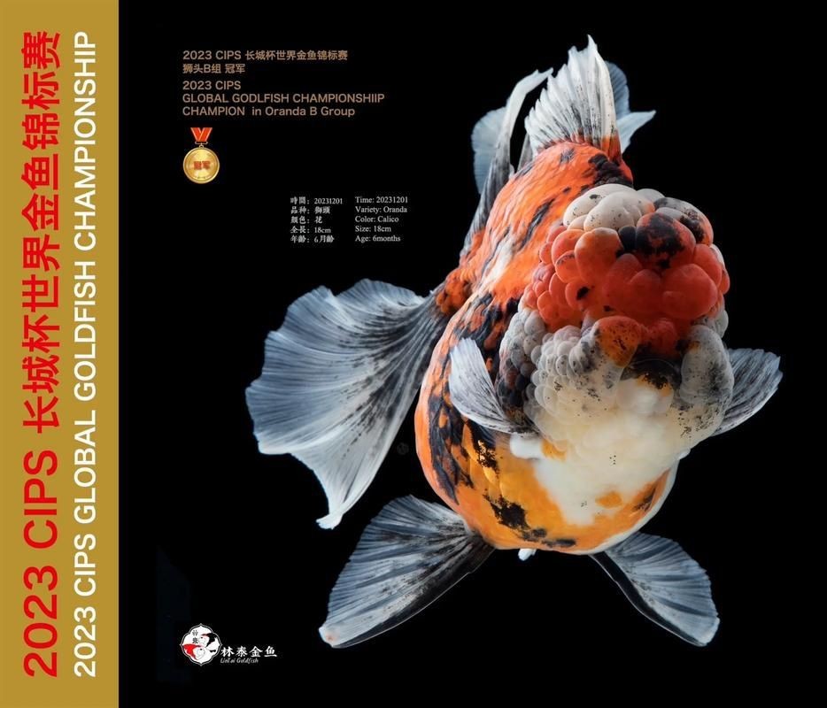 金魚比賽獲獎魚圖片|2025福魚大賽之金魚大賽頒獎