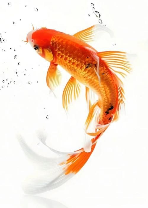 金魚比賽獲獎魚圖片|2025福魚大賽之金魚大賽頒獎