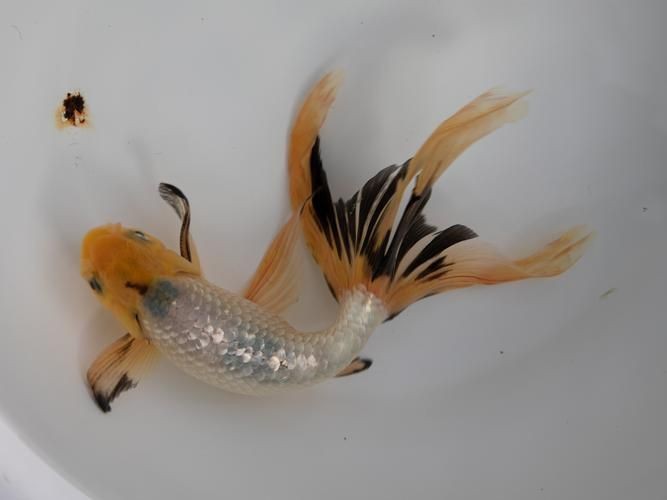 金魚比賽獲獎魚圖片|2025福魚大賽之金魚大賽頒獎
