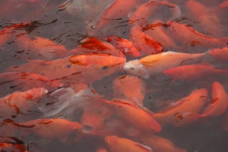 金魚比賽獲獎魚圖片|2025福魚大賽之金魚大賽頒獎