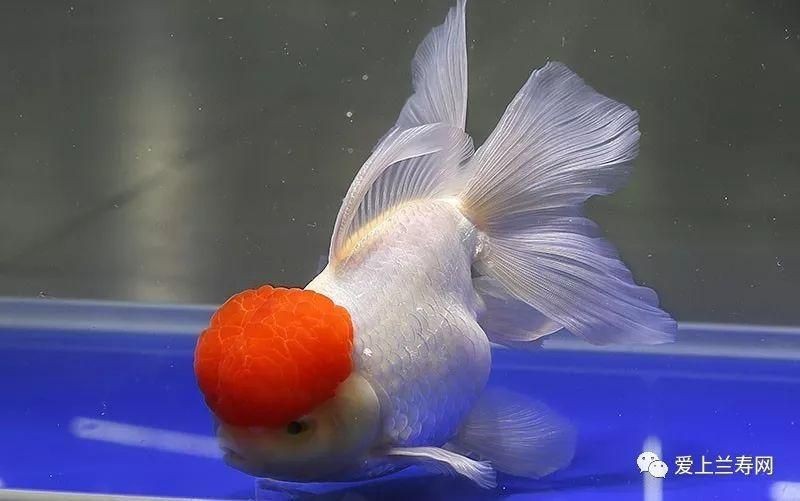 金魚比賽獲獎魚圖片|2025福魚大賽之金魚大賽頒獎