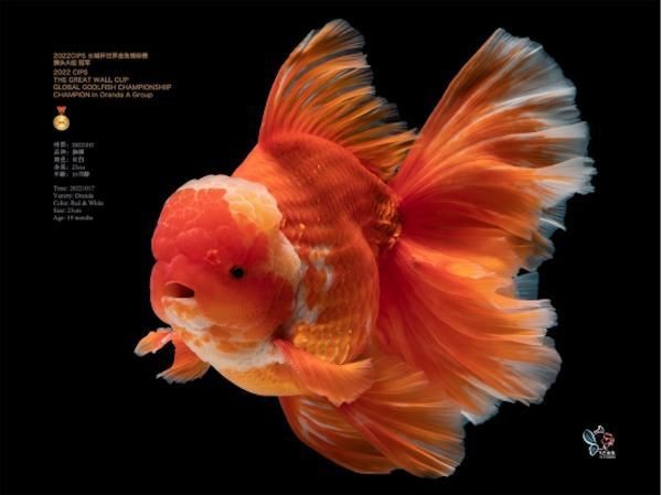 金魚比賽獲獎魚圖片|2025福魚大賽之金魚大賽頒獎