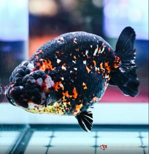 金魚比賽獲獎魚圖片|2025福魚大賽之金魚大賽頒獎