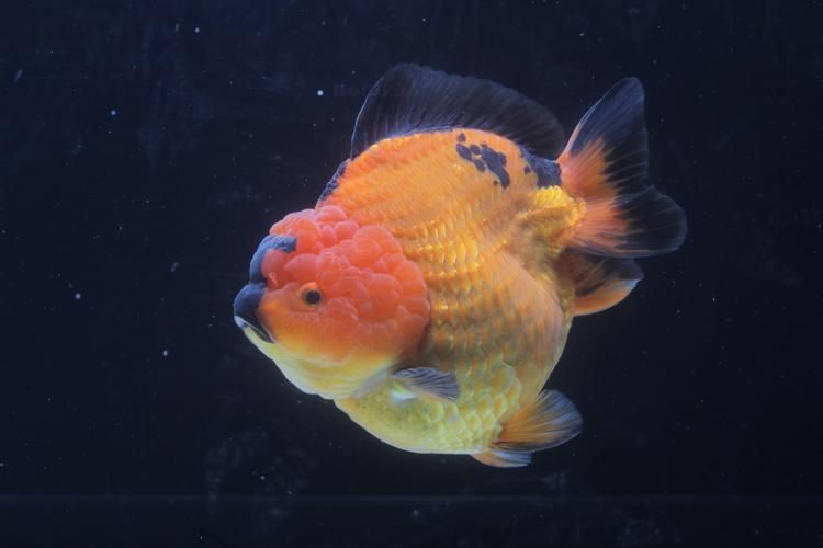 金魚比賽獲獎魚圖片|2025福魚大賽之金魚大賽頒獎