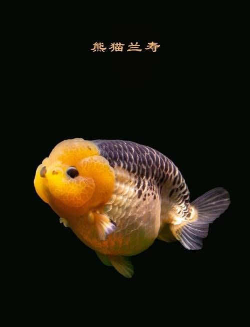 金魚比賽獲獎魚圖片|2025福魚大賽之金魚大賽頒獎