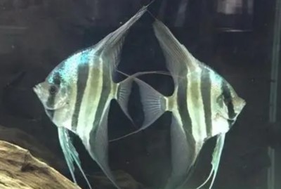 紅龍魚顏色變淺了怎么辦視頻（紅龍魚褪色原因）
