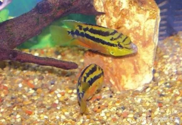 魚(yú)缸關(guān)燈水有點(diǎn)黃怎么回事（魚(yú)缸關(guān)燈水就混）