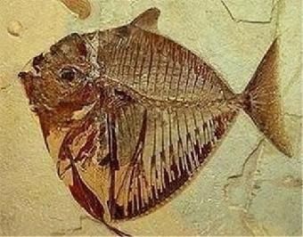 龍魚不開夜燈會如何呢：龍魚不開夜燈會有什么后果嗎？