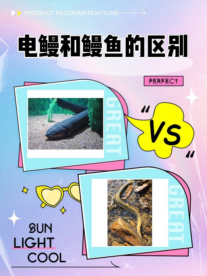 電鰻和鰻魚的區(qū)別|電鰻與電鰻的區(qū)別