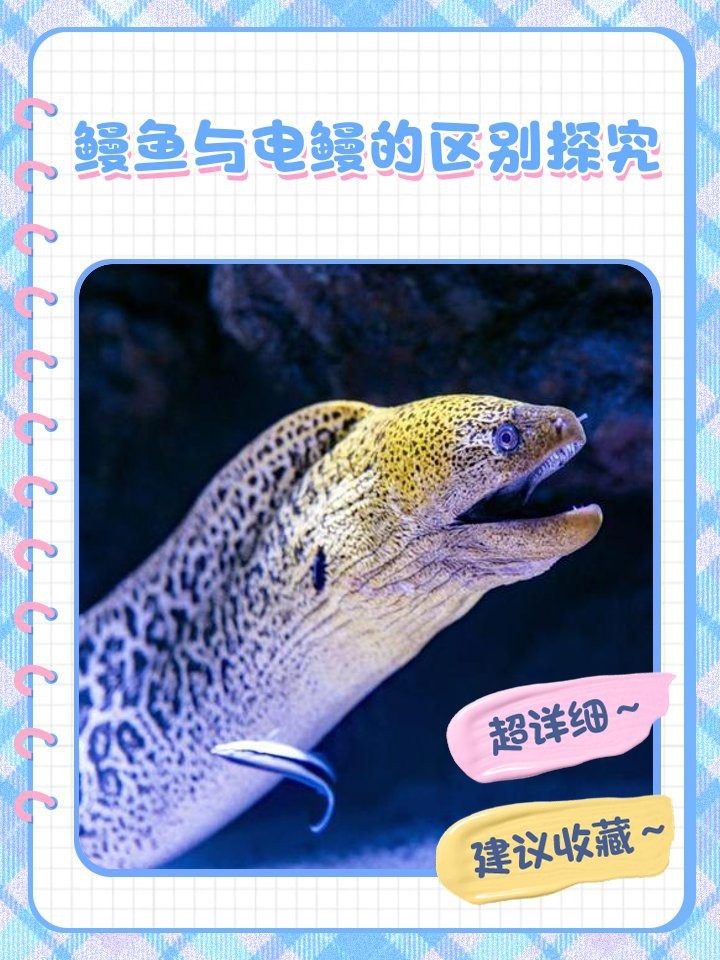 電鰻和鰻魚的區(qū)別|電鰻與電鰻的區(qū)別