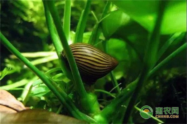 張家口觀賞魚養殖基地在哪兒啊 張家口觀賞魚養殖基地在哪兒啊最近