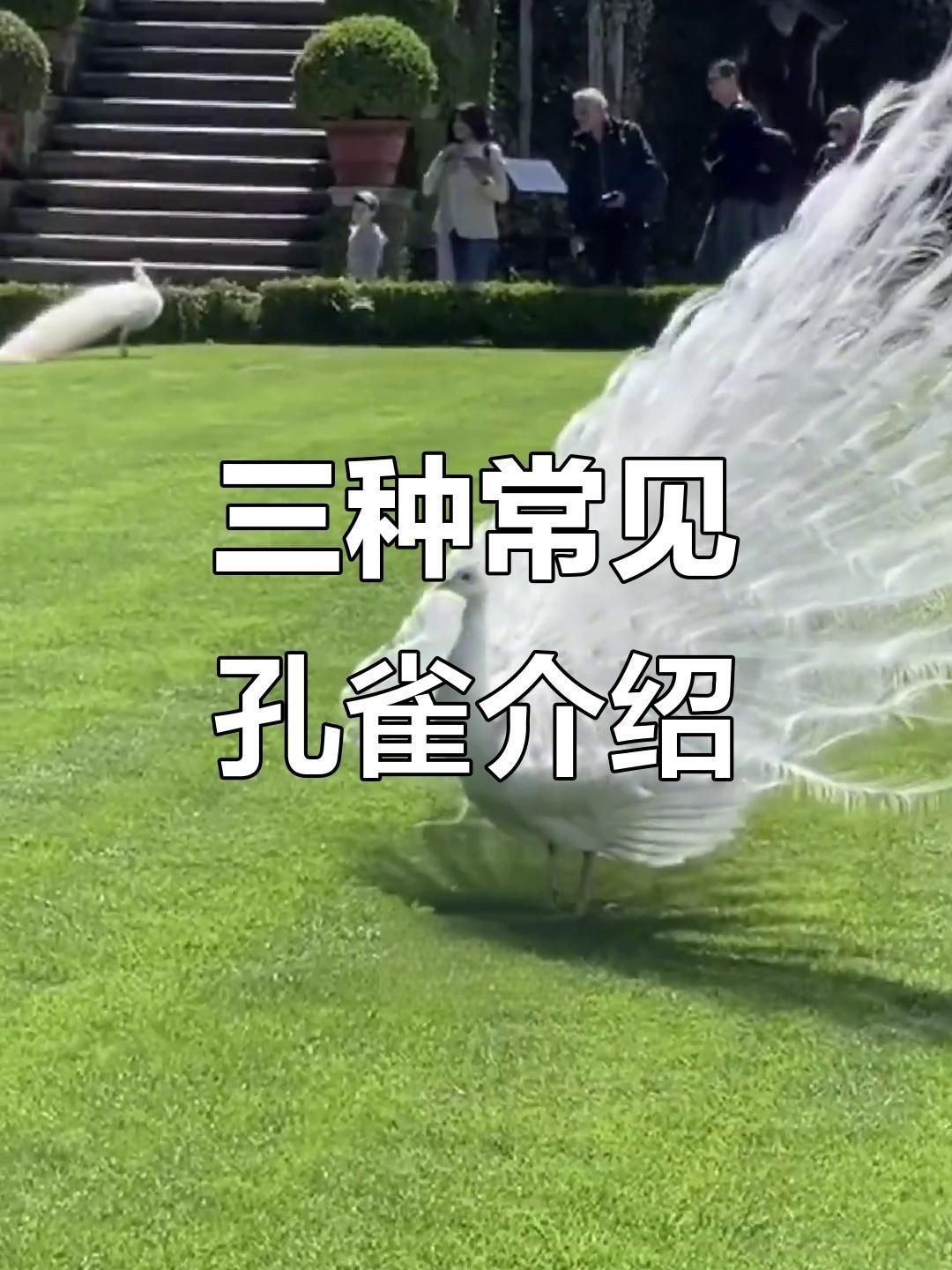 孔雀最稀有三個顏色|孔雀最稀有的三種顏色